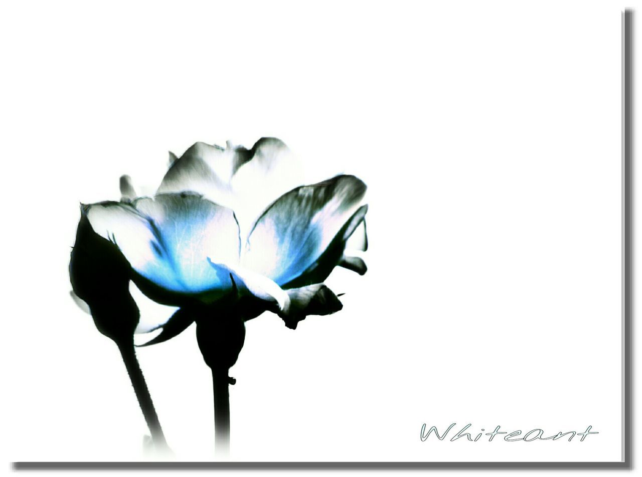 CLOSE-UP OF PURPLE FLOWERS OVER WHITE BACKGROUND