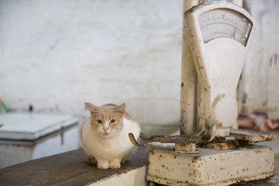 Portrait of cat sitting outdoors