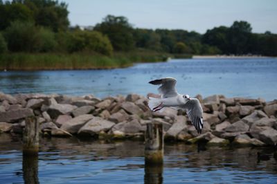 Seagull flying over lake