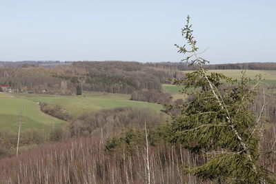 Scenic view of agricultural field against clear sky