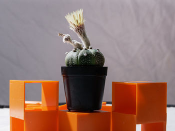 Close-up of potted plant on table