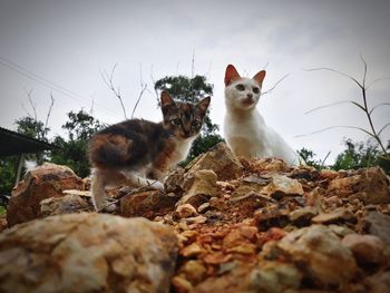 Kittens on rocks against sky