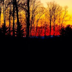 Silhouette of bare trees against sunset sky