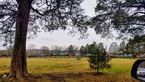 Trees on field against sky