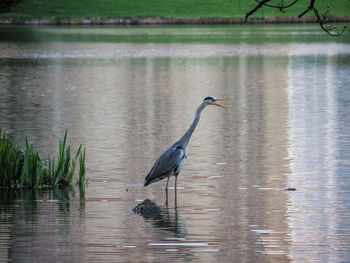 High angle view of gray heron on lake