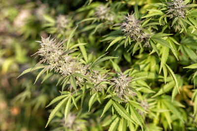 Close-up of white flowering plant