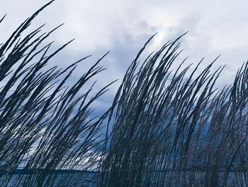 Low angle view of stalks against sky during winter