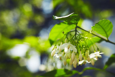 Close-up of flowers