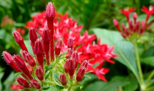 Close-up of red flowers blooming outdoors