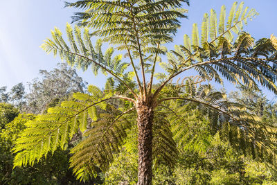 Low angle view of coconut palm tree against sky