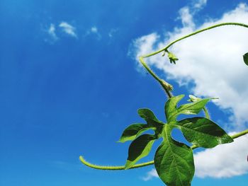 Low angle view of plant against blue sky