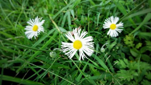 Close-up of white daisy flowers on field