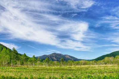 Scenic view of field against sky