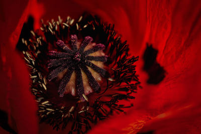 Close-up of red rose