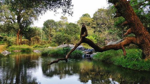 Scenic view of lake in forest