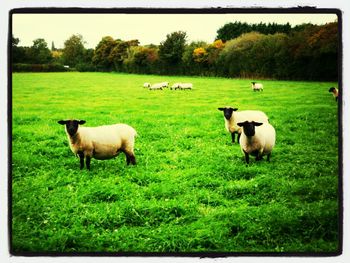 Horse grazing on grassy field