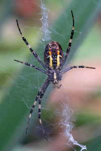 Close-up of spider on web