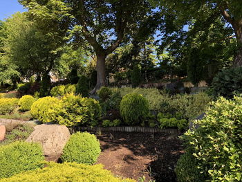 Trees growing in garden