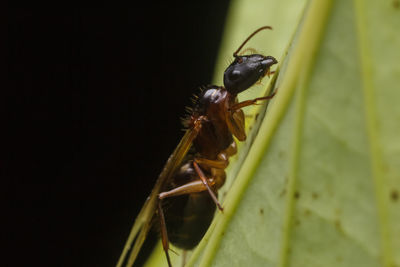 Close-up of insect on leaf