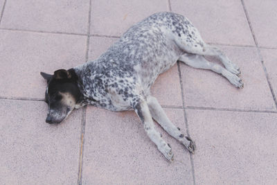 High angle view of dog sleeping on footpath