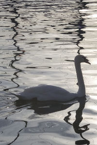 Swan swimming in lake