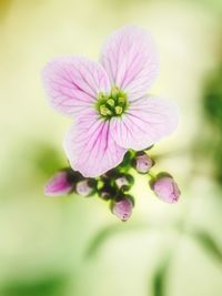 Close-up of pink flower blooming outdoors