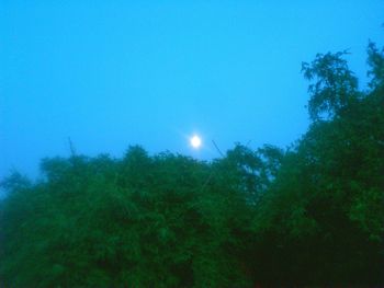 Scenic view of trees against blue sky