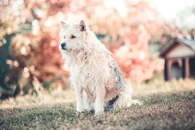 Dog standing in a plant