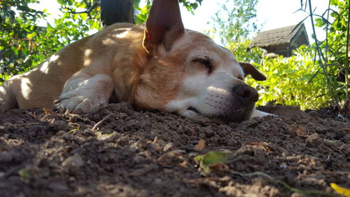 Close-up of a dog resting on land