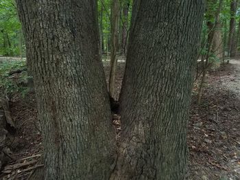 Close-up of tree trunk in forest