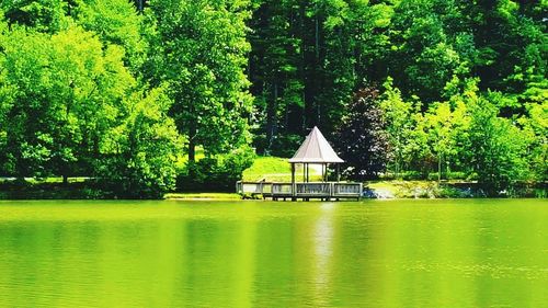 Reflection of trees in water