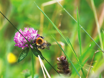 Close-up of bee pollinating on flower