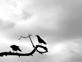 Low angle view of birds perching on branch against sky