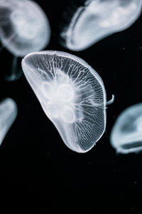 Close-up of jellyfish in sea