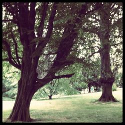 Trees in forest