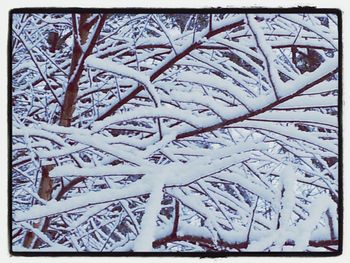 Full frame shot of bare tree