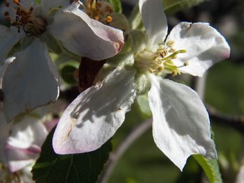 Close-up of white flowers blooming outdoors