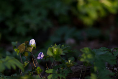 Close-up of purple flowering plant on field