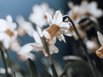 Close-up of white flowering plants