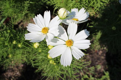 Close-up of white daisy flowers