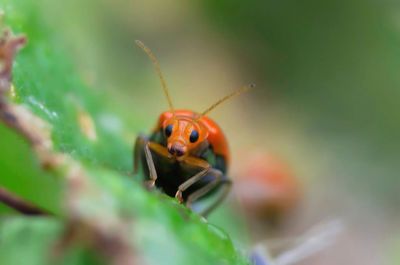 Close-up of ladybug on plant