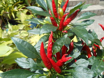 Close-up of red flowers