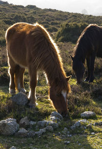 Horses grazing in a field
