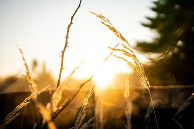 Close-up of stalks in field against sunset sky