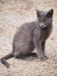 Portrait of cat sitting on land