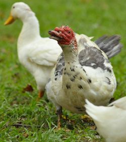 Close-up of duck