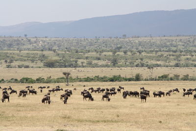 Flock of sheep on field against sky