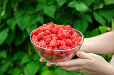 Freshly picked raspberries in hand of farmer. summer healthy harvest. berry harvesting