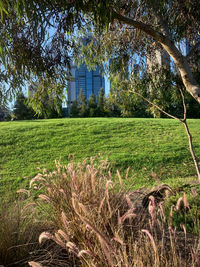Scenic view of field