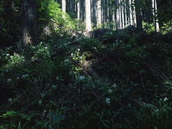 Trees in forest